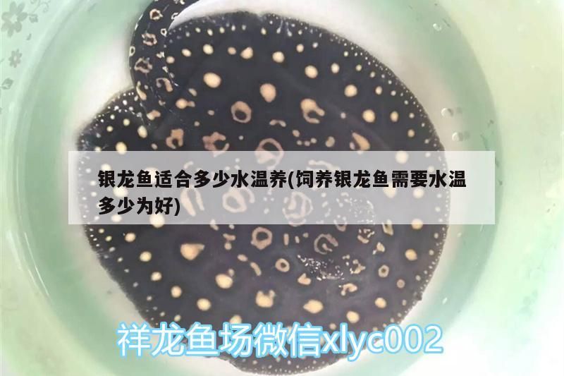 銀龍魚 銀龍魚適合多少水溫養(飼養銀龍魚需要水溫多少為好) 銀龍魚百科 銀龍魚適合多少水溫養(飼養銀龍魚需要水溫多少為好) 銀龍魚適合多少水溫養(飼養銀龍魚需要水溫多少為好) 銀龍魚百科