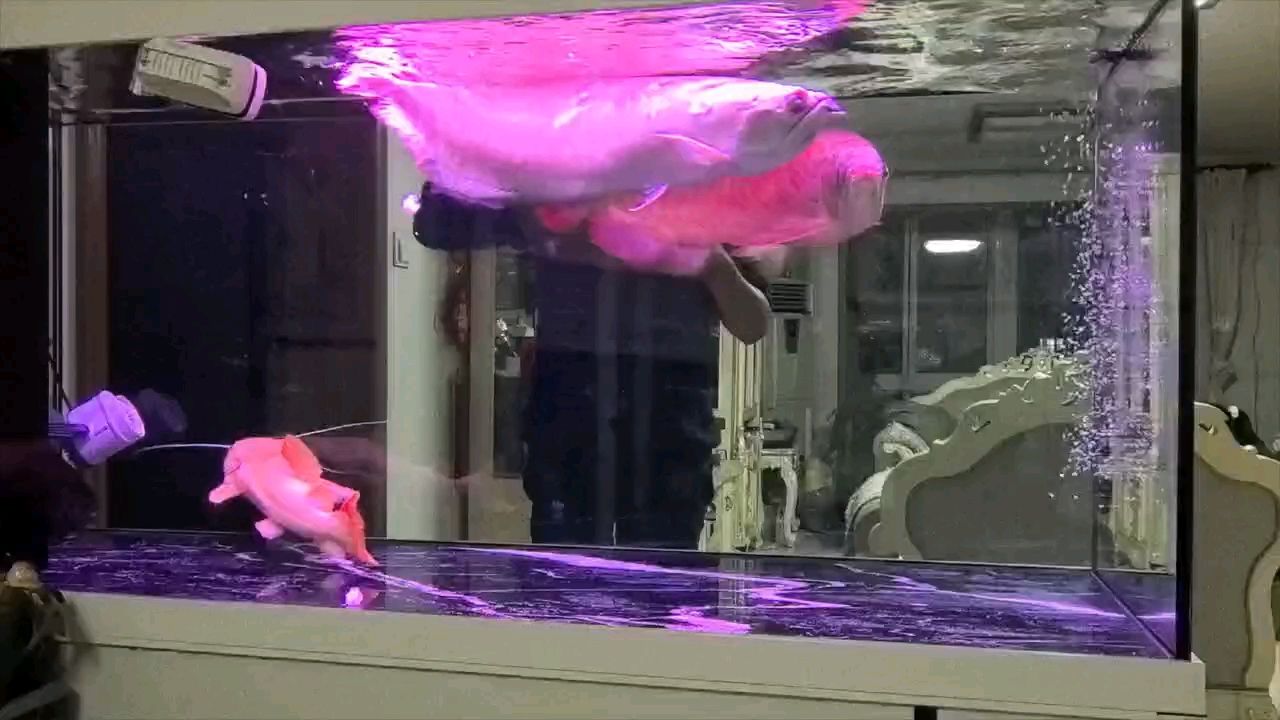 養魚人最快樂的時候莫過于喂魚時間