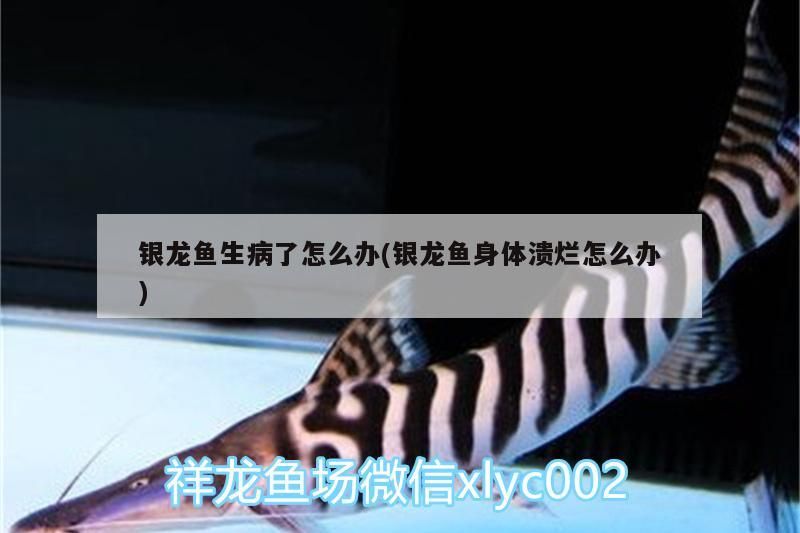 銀龍魚生病了怎么辦(銀龍魚身體潰爛怎么辦)