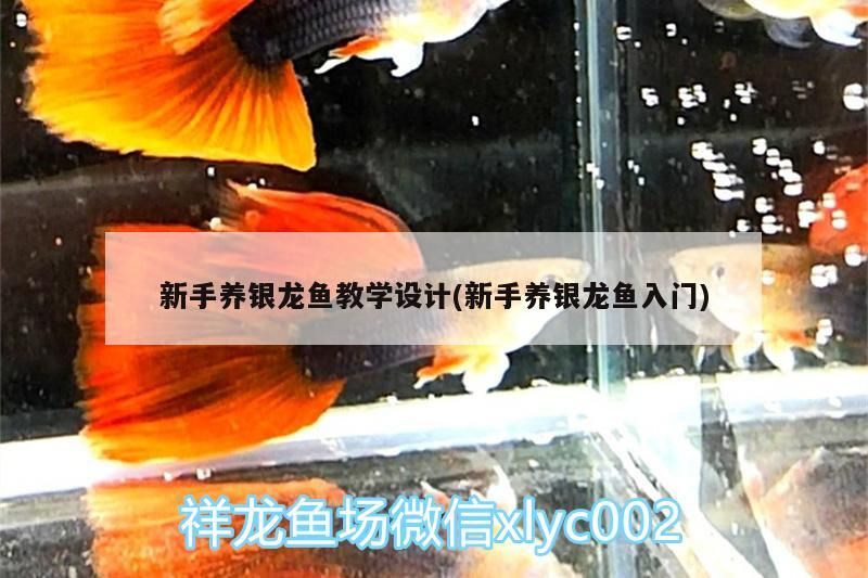 新手養銀龍魚教學設計(新手養銀龍魚入門)