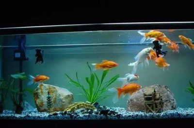 9升的魚(yú)缸養(yǎng)多少魚(yú)合適呢：魚(yú)缸養(yǎng)魚(yú)數(shù)量計(jì)算
