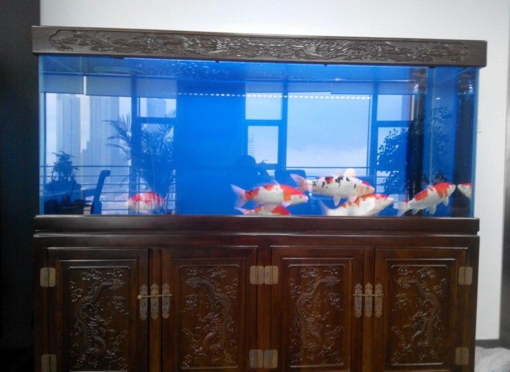 9升的魚(yú)缸養(yǎng)多少魚(yú)合適呢：魚(yú)缸養(yǎng)魚(yú)數(shù)量計(jì)算