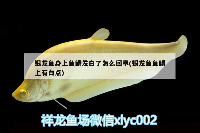 銀龍魚身上魚鱗發(fā)白了怎么回事(銀龍魚魚鱗上有白點(diǎn))