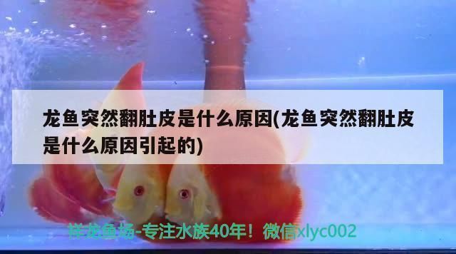 龍魚翻肚子怎么辦vs祥龍魚場:龍魚翻肚子怎么辦 vs祥龍魚場 第1張 龍魚翻肚子怎么辦vs祥龍魚場:龍魚翻肚子怎么辦 龍魚翻肚子怎么辦vs祥龍魚場:龍魚翻肚子怎么辦 vs祥龍魚場 第1張