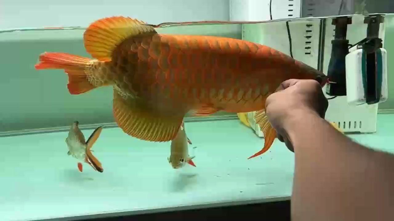 龍鳴