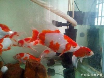龍魚身上被咬爛，還能長好嗎？深度解析龍魚受傷后的恢復與護理，龍魚受傷后能否自愈？詳解傷口恢復與科學護理方法，龍魚受傷后能否自愈？詳解傷口恢復與科學護理方法