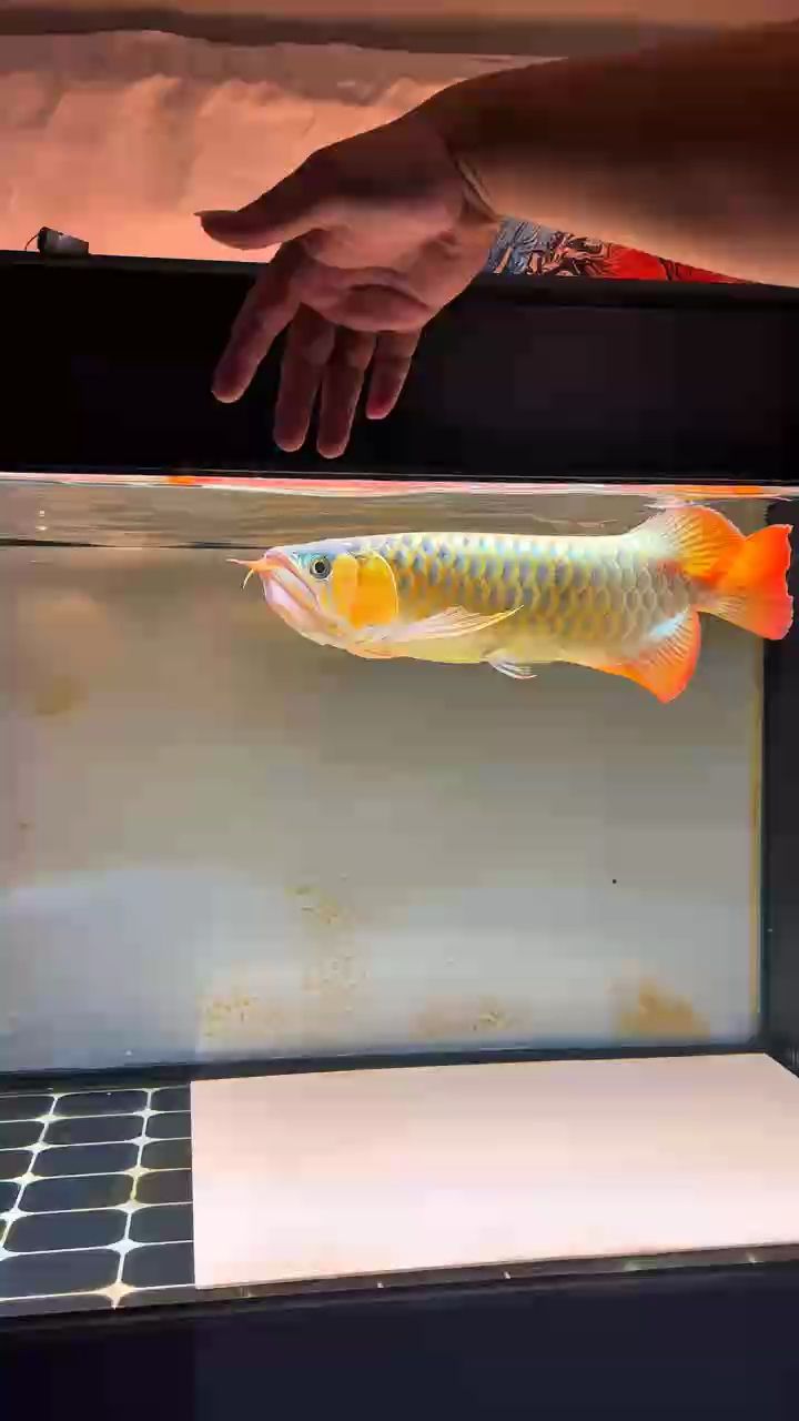 觀賞魚 Douyin: 龍魚論壇 Douyin: Douyin: 龍魚論壇