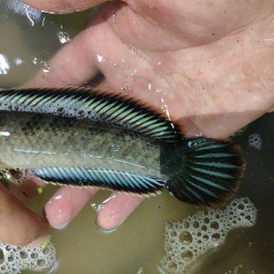 龍魚三間最忌諱的三個東西，養(yǎng)龍魚三間必須避開的三大禁忌，養(yǎng)龍魚三間必須避開的三大禁忌