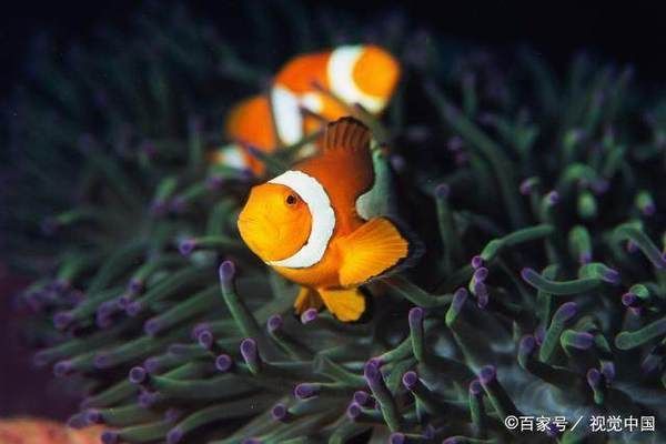 龍魚品種大全，了解這些美麗的水中寶石