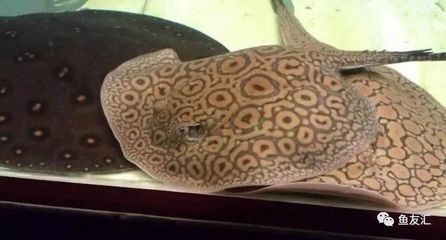 白文黑帝魟魚(yú) 白文黑帝魟魚(yú) 魟魚(yú)百科 第3張