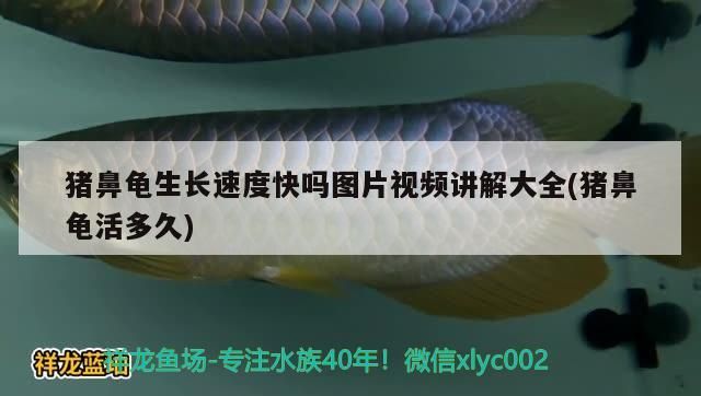 豬鼻龜生長(zhǎng)速度快嗎圖片視頻講解大全(豬鼻龜活多久)