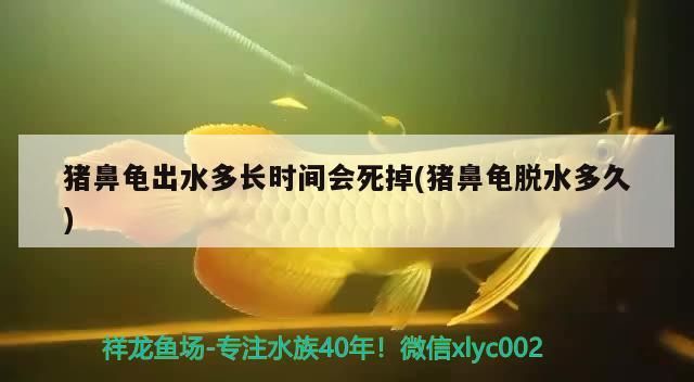 豬鼻龜出水多長時間會死掉(豬鼻龜脫水多久)