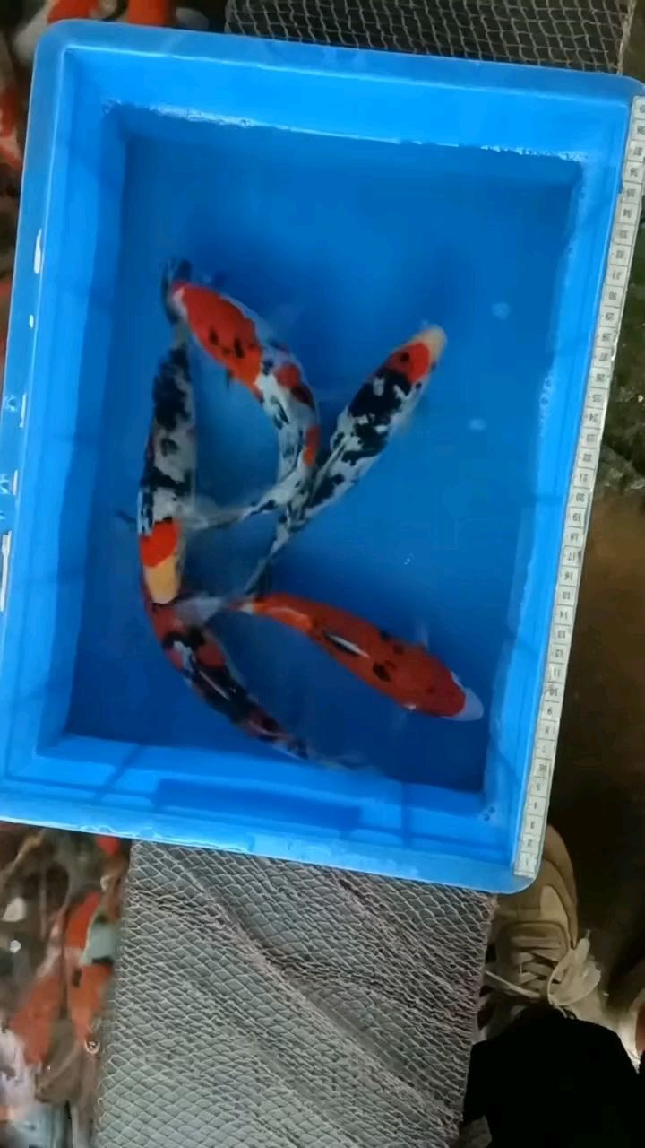 墨色正 紋路漂亮
