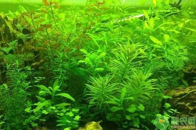 龍魚盡量少吃的原因，健康隱患與生態(tài)考量