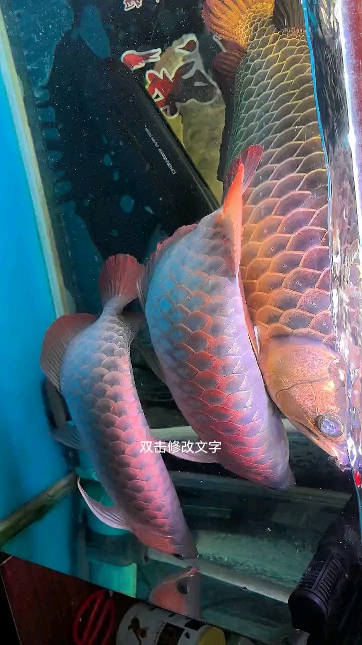 新到二條紅龍大家覺得值多少？ 新到二條紅龍大家覺得值多少？ 龍魚論壇