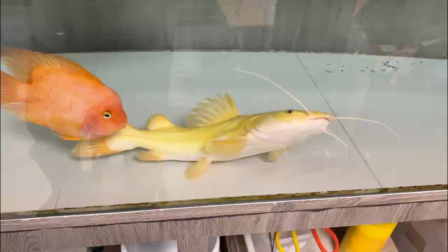 鸚鵡魚和銀龍魚混養怎樣喂食 心心念念的金貓,終于入缸了,一切順利 龍魚論壇 心心念念的金貓,終于入缸了,一切順利 心心念念的金貓,終于入缸了,一切順利 龍魚論壇