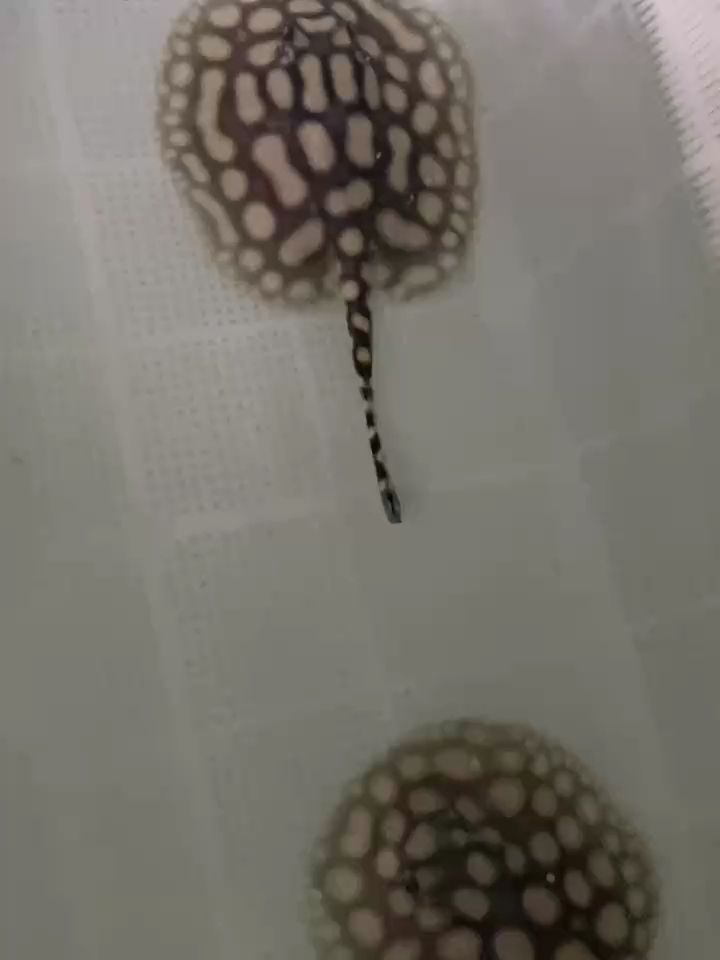 漁人養魚，售人以魚！