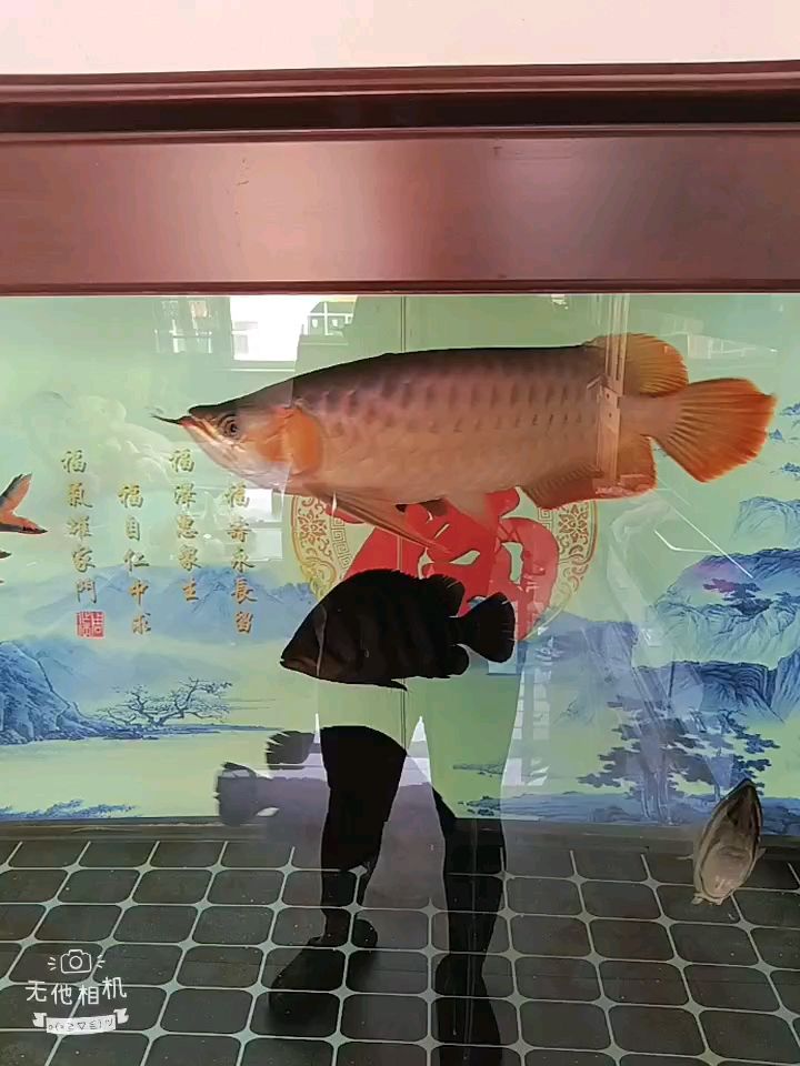 不想用側燈 不想用側燈 龍魚論壇