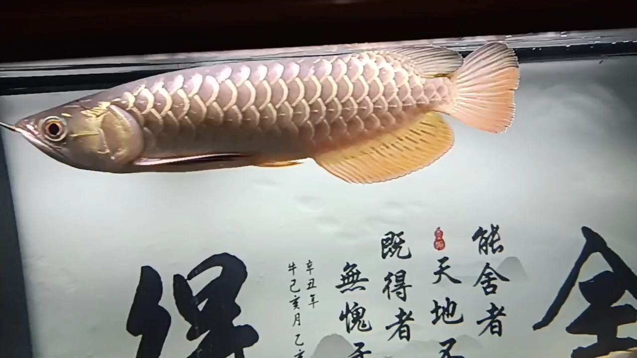 小金到家第65天