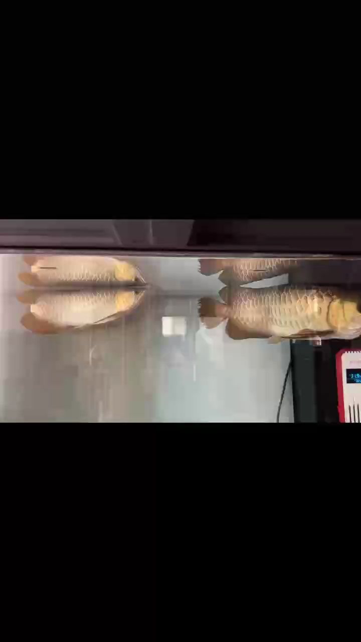 自然光打卡 自然光打卡 龍魚論壇