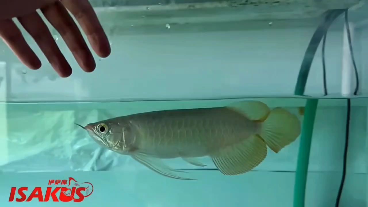 早晨，推薦一條好紅龍