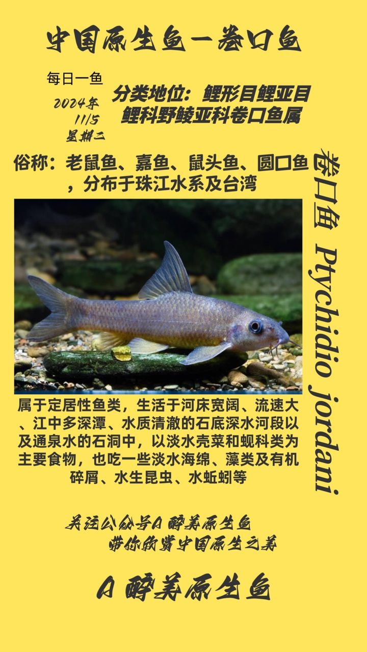 卷口魚