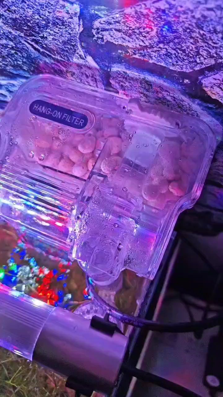 我的虎魚真菌感染了要怎么處理 哈哈過濾 龍魚論壇 哈哈過濾 哈哈過濾 龍魚論壇