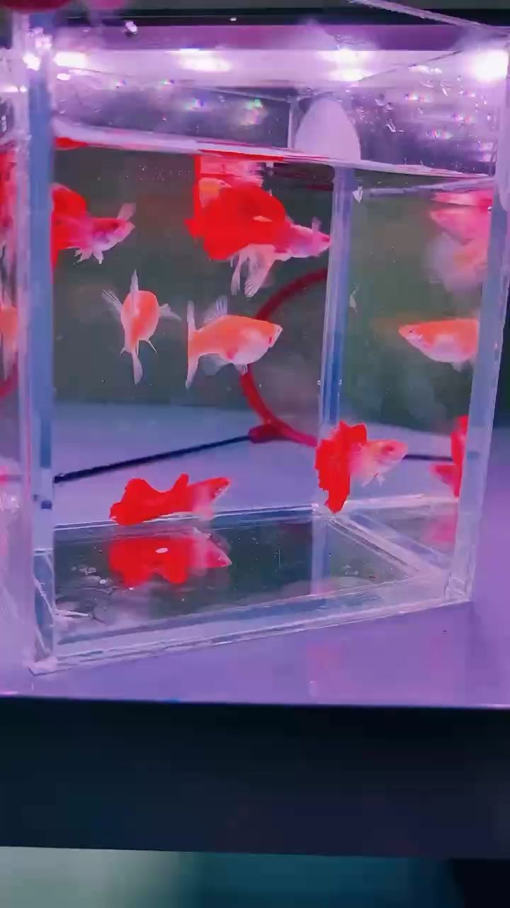 白子白金象耳孔雀魚#孔雀魚 #珍品孔雀魚#高端孔雀魚