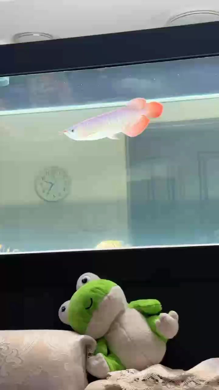 發色中 鰓蓋明顯的發色了