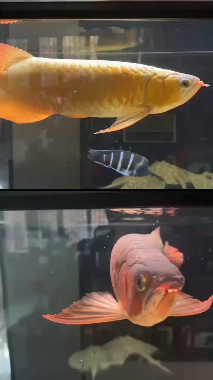 不看不知道一看嚇一跳