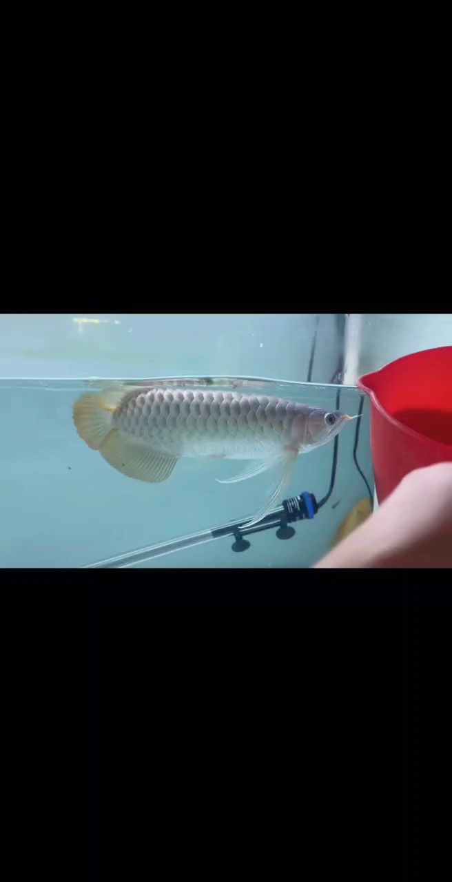 鈍頭大長手紅龍推薦??