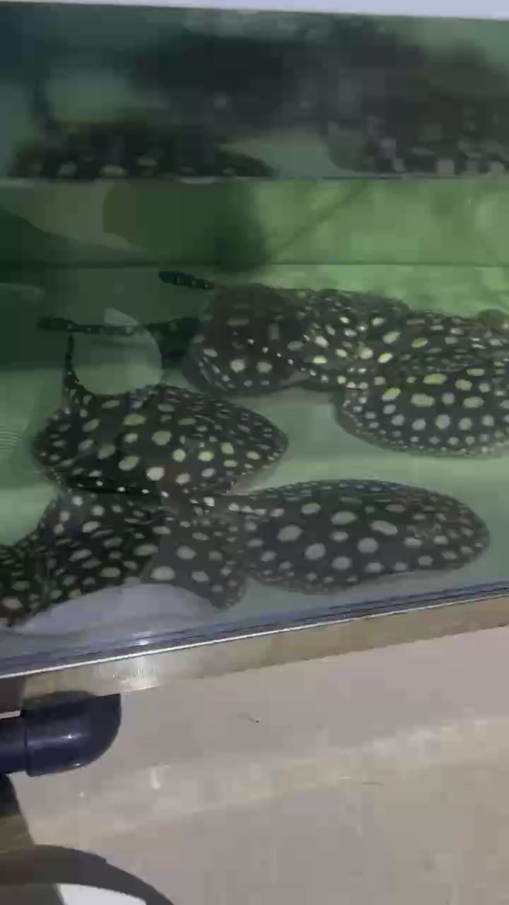 魚缸過濾器選購指南:自制魚缸過濾器魚缸上置過濾器對于養魚愛好者的必備知識 完事 龍魚論壇 完事 完事 龍魚論壇