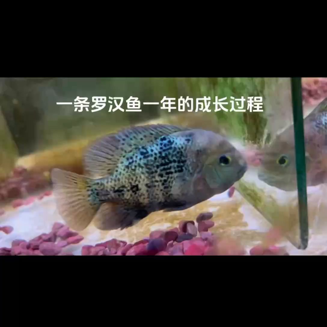 重血古典一年的蛻變過程