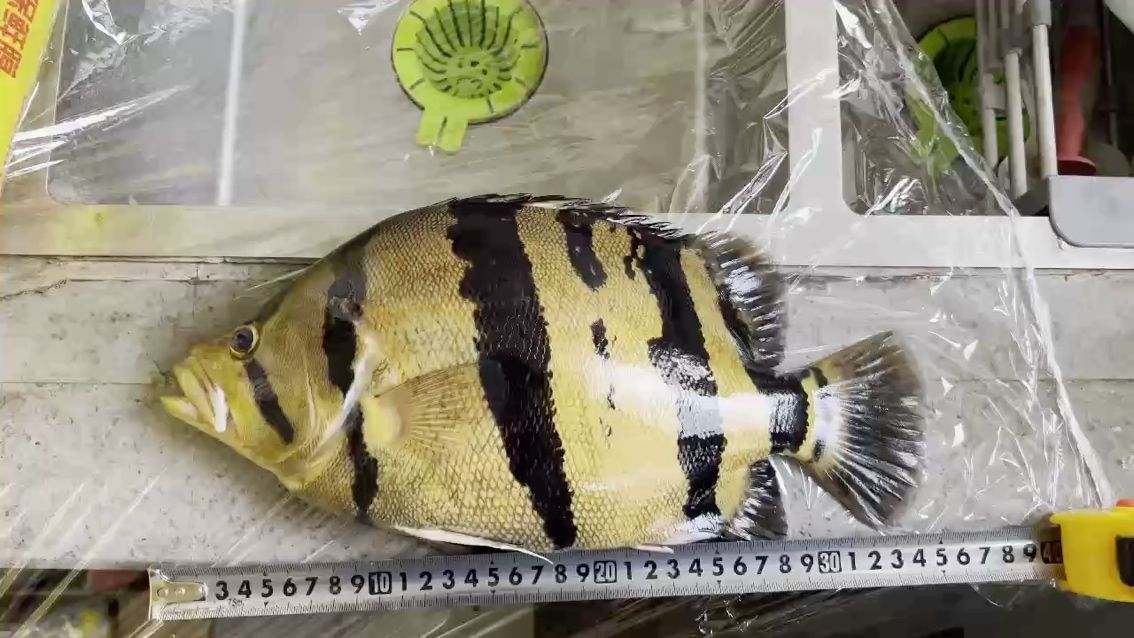 11.1日生命終止，對不起沒照顧好你