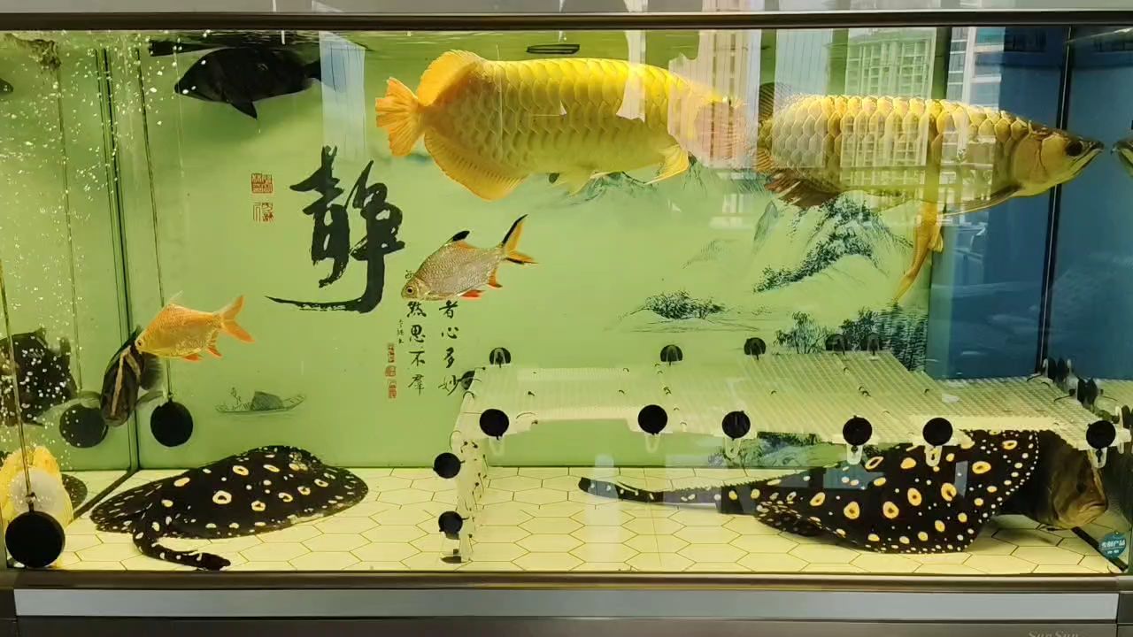 家暴 龍魚論壇 第1張 家暴 家暴 龍魚論壇 第1張