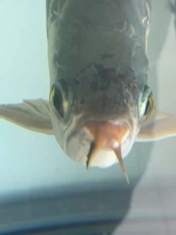 瘋狂往死里打，干了三天隔離了