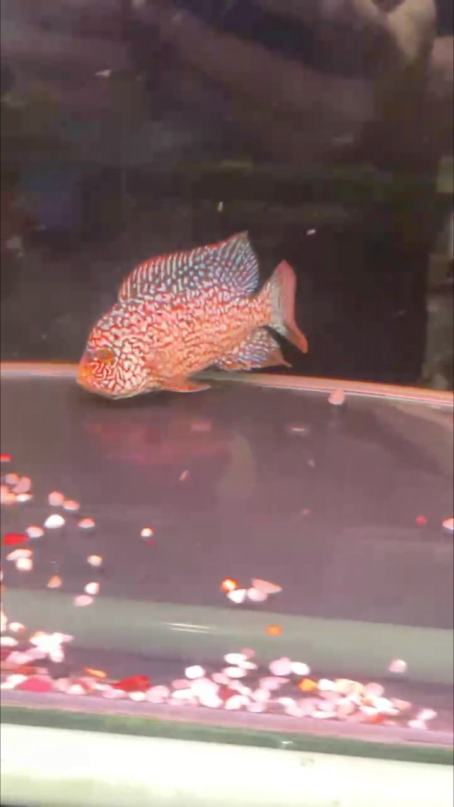 記錄紅德薩羅漢魚成長之路持續更新