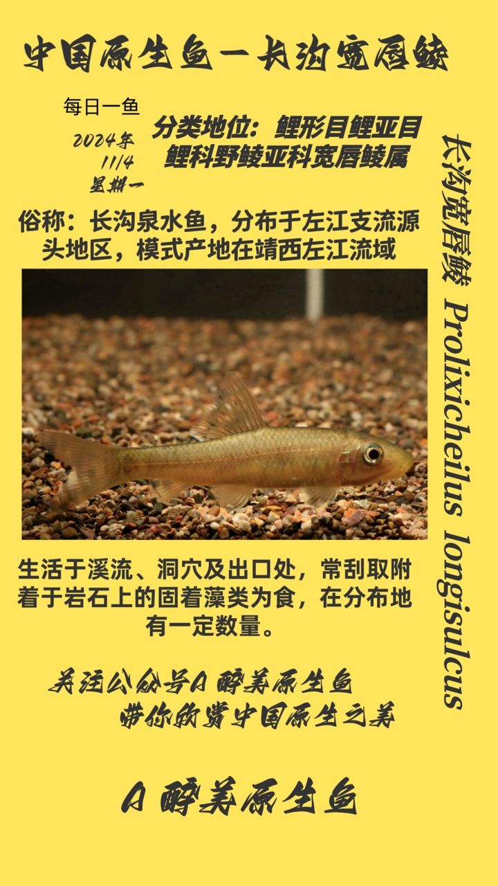 長溝寬唇鯪