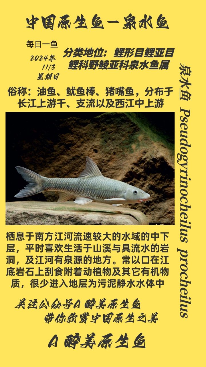 泉水魚