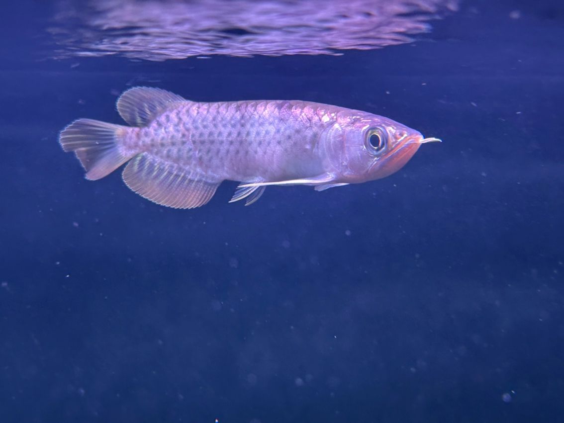 魚友費心幫忙看看是號半嗎？