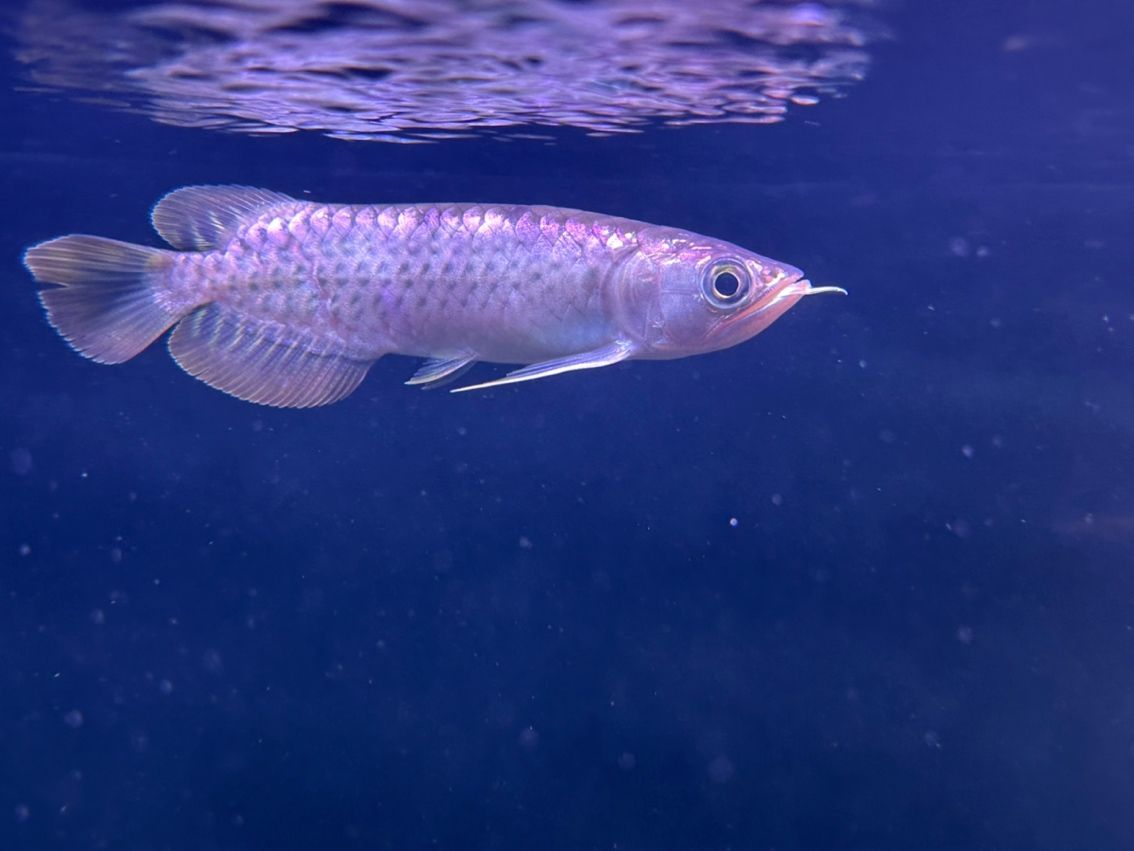魚友費心幫忙看看是號半嗎？