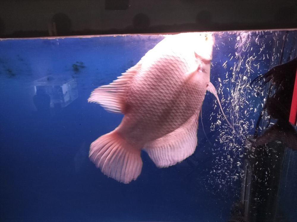 龐然大物大招財