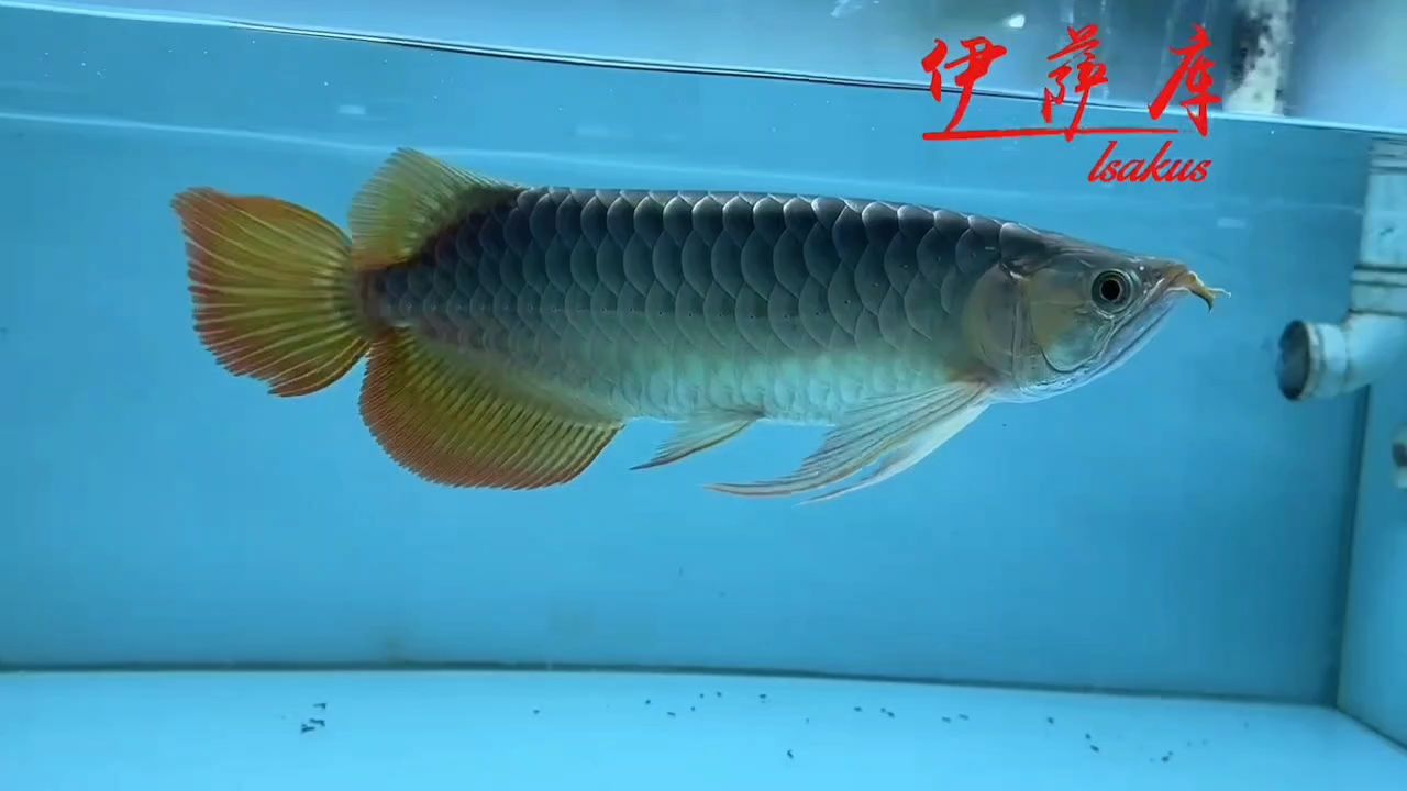 翹頭紅龍推薦②