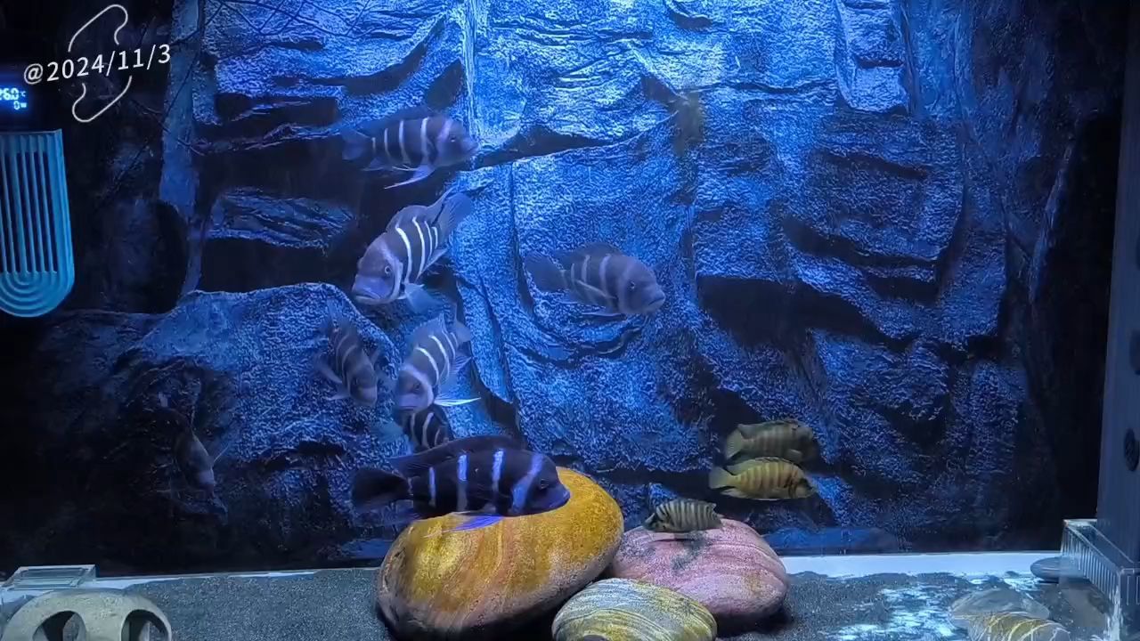 龍魚張嘴空咬可能是缺氧引起的，龍魚張嘴空咬可能是缺氧的表現，龍魚張嘴空咬會自行緩解嗎