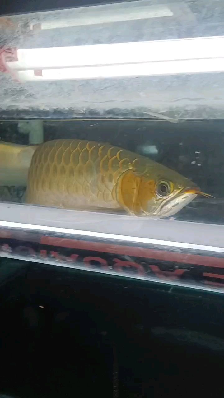 標題省略5個子 標題省略5個子 龍魚論壇
