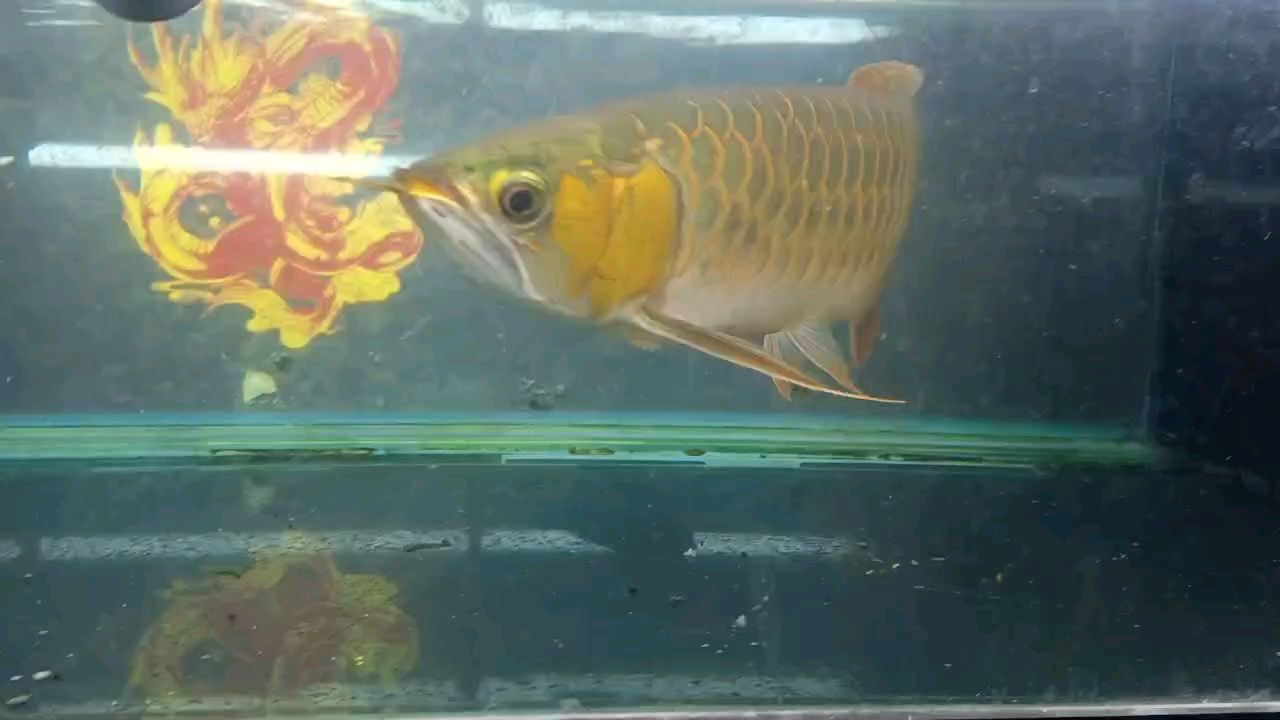 有大神會看這魚是公的還是母的嗎？