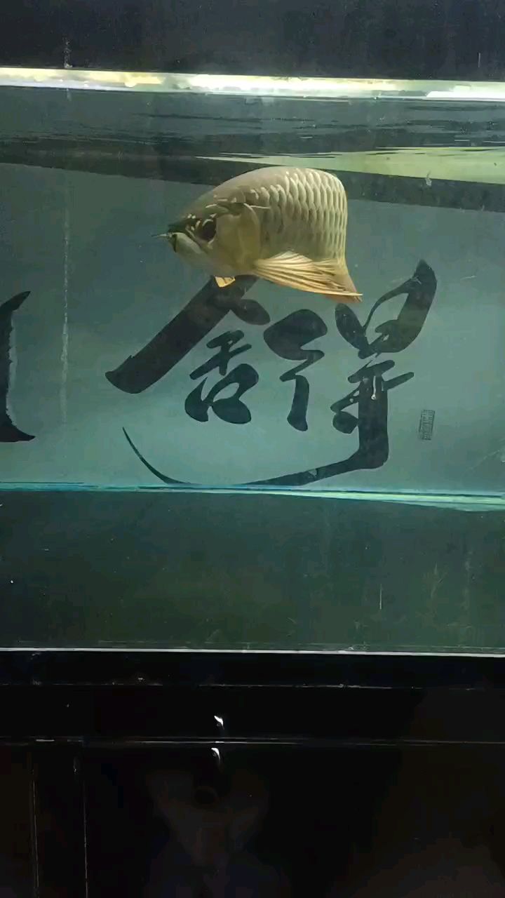 一年半的魚好像很久都沒生長一樣