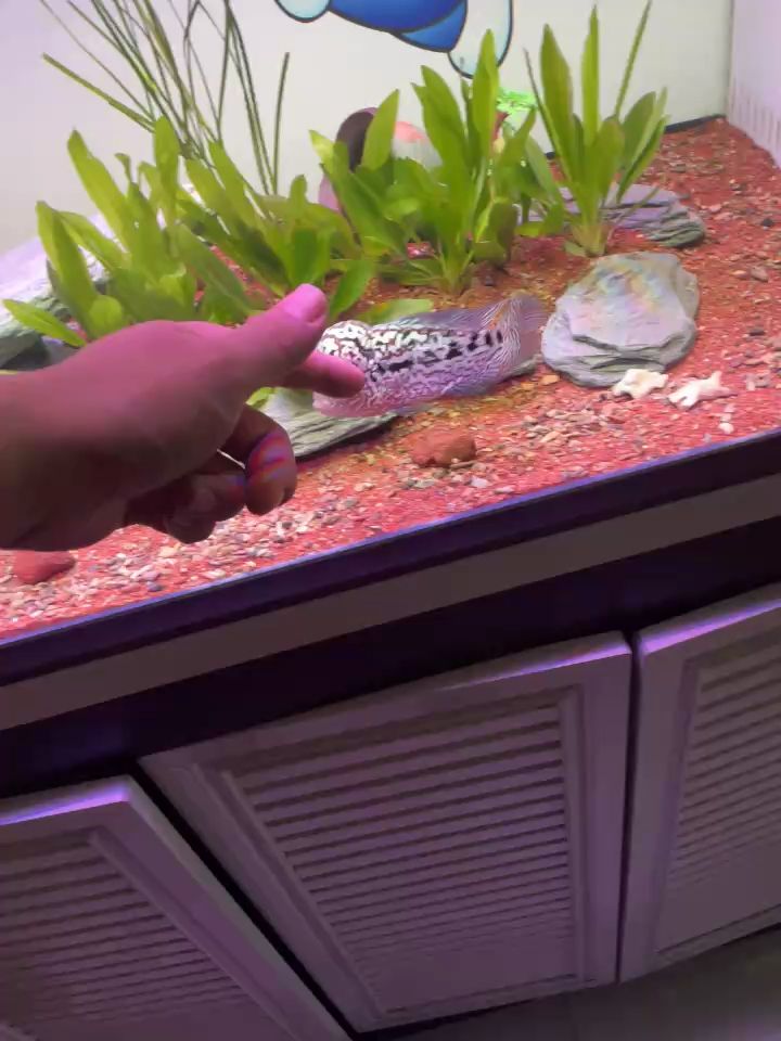 入缸半小時狀態還可以