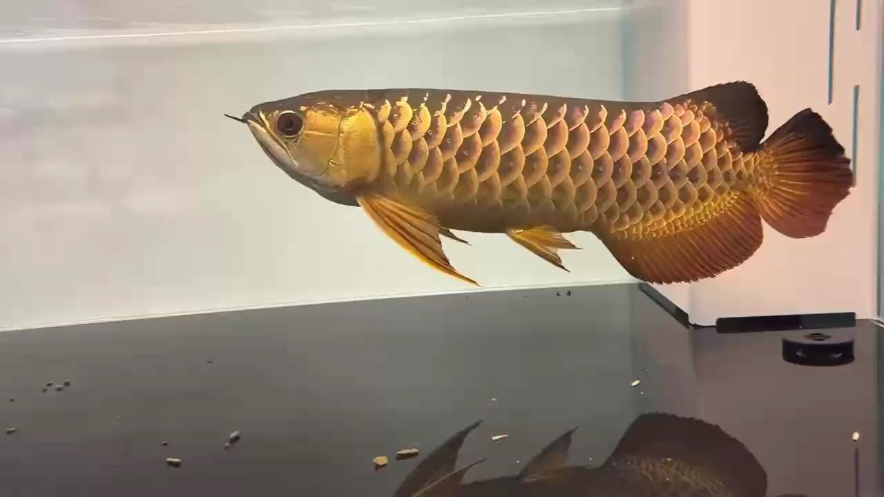大家覺得這金龍怎么樣？