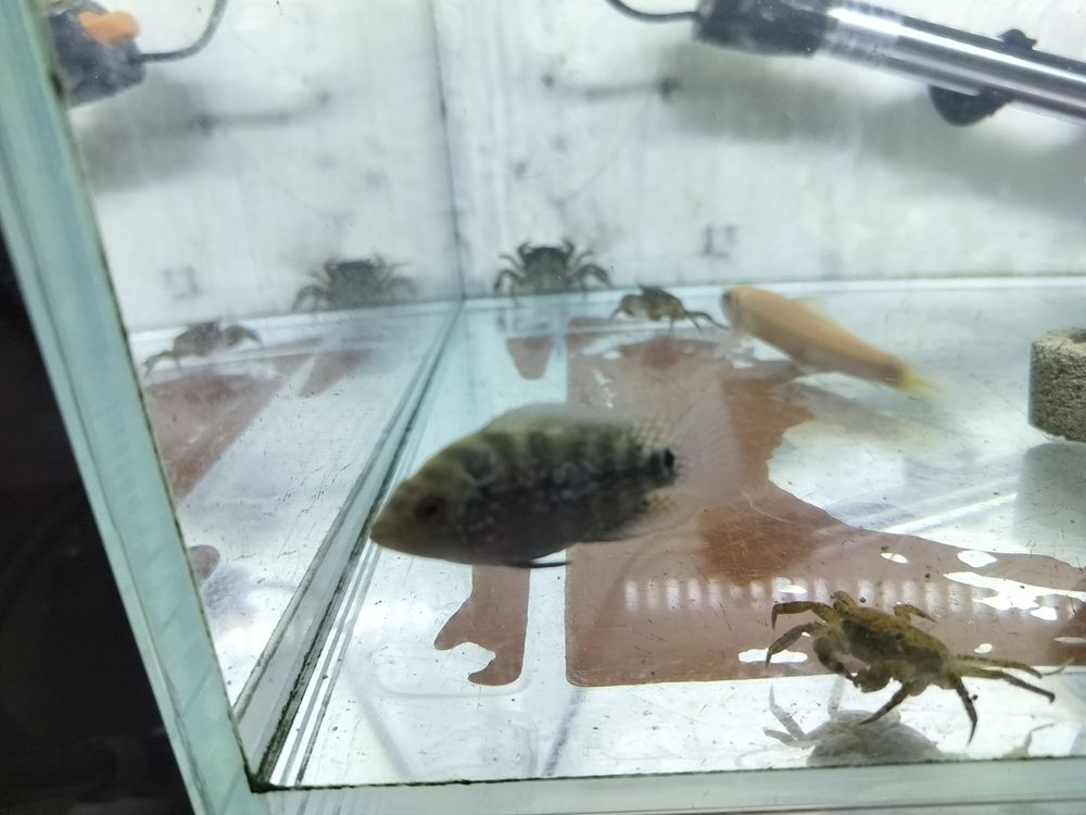 詳細閱讀:大家幫我看看有前途不 大家幫我看看有前途不